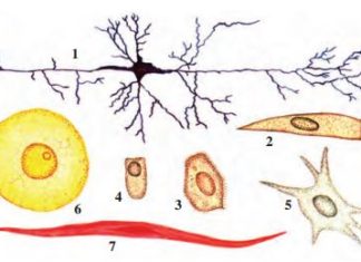 Hayvon organizmining tuzilishi, hayvonlarni klassifikatsiya qilish Рис. 2. Клетки животных: 1 – нервная клетка; 2, 3, 4 – клетки эпителия; 5 – клетка соединительной ткани; 6 – яйцеклетка; 7 – мышечная клетка.