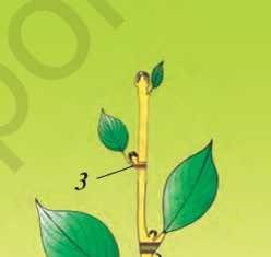 Стебель. Побег 35-rasm. Novdaning tuzilishi: 1—kurtaklar; 2—bo‘g‘im oralig‘i; 3—bo‘g‘im; 4—poya.