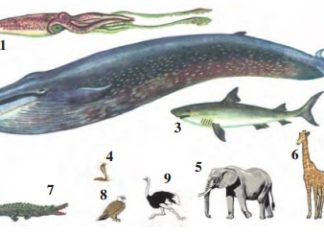 Zoologiya fani va uning vazifalari Рис. 1. Сравнительные размеры животных: 1 – гигантский кальмар; 2 – синий кит; 3 – акула; 4 – кобра; 5 – слон африканский; 6 – жираф; 7 – гребенчатый крокодил; 8 – орел; 9 – африканский страус.