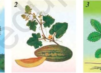 Разнообразие стеблей 37-rasm. Poyalarning xilma-xilligi: 1-qayrag’och; 2-qovun; 3-qulupnay.