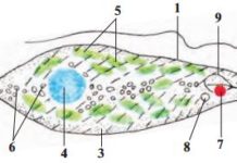 Класс жгутиковые Рис. 6. Строение зеленой эвглены: 1 – клеточная оболочка; 2 – жгутик; 3 – цитоплазма; 4 – ядро; 5 – хроматофоры; 6 – частица запасных питательных веществ; 7 – глазок; 8 – сократительная вакуоль; 9 – резервуар вакуоли.
