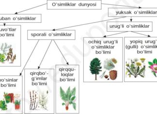 O’simliklar dunyosi 27-rasm. O’simliklar sistematikasi.