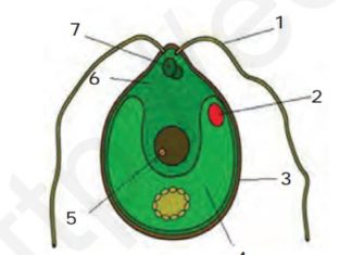 Tuban o’simliklar – Тубан ўсимликлар 30-rasm. Xlamidomonada.1- xivchin; 2- qizil ko’zcha; 3- hujayra qobig’i; 4- xromatofor; 5- yadro; 6- sitoplazma; 7- qisqaruvchi vakuol.
