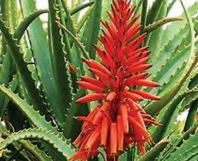 Aloe – Gullagan aloe. Алоэ – Гуллаган алоэ. 50-rasm. Gullagan aloe