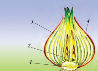 Shakli o‘zgargan yerosti novdalar 42-rasm. Kesib ko‘rsatilgan bosh piyoz: 1–tubi; 2–kurtaklari; 3–sersuv barglar; 4–quruq qobiqlari; 5–qo‘shimcha ildizlar.