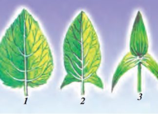 Oddiy va murakkab barglar. Barglarning shakllari 51-rasm. Turli shakldagi barglar: 1–tuxumsimon; 2–nayzasimon; 3–o‘q-yoysimon.