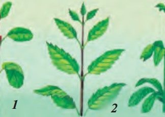 Novdada barglarning joylashishi 54-rasm. Novdada barglarning joylashishi: 1–navbat bilan joylashgan; 2–qarama-qarshi joylashgan; 3–halqa hosil qilib joylashgan.