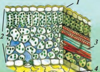 Barglarning ichki tuzilishi 55-rasm. Barglarning ichki tuzilishi: 1–ustki va ostki po‘sti (epiderma); 2–barg eti; 3–o‘tkazuvchi nay tola boylamlari; 4–og‘izcha; 5–tukcha.