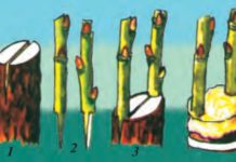 Madaniy o’simliklarning vegetativ ko’payishi 63-rasm. Iskana payvand: 1–qalamcha o‘rnatish uchun yorilgan poya; 2–yorilgan poyaga o‘rnatish uchun tayyorlangan qalamchalar; 3–qalamchalar o‘rnatilgan poya; 4–bog‘langan qalamchalar.