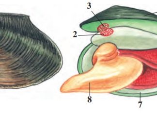 Ikki pallali va boshoyoqli mollyuskalar sinfi 32-rasm. Baqachanoq: A – chig‘anog‘i, ustki tomondan ko‘rinishi; B – chig‘anog‘i ochib ko‘rsatilgan: 1 – chig‘anoq; 2 – yopuvchi muskullar; 3 – muskullar birikadigan joy; 4 – chiqarish sifoni; 5 – kirish sifoni; 6 – jabralar; 7 – mantiya cheti; 8 – oyoq