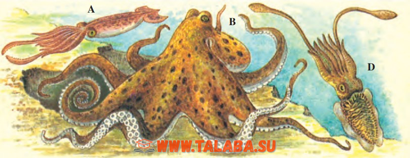 34-rasm. Boshoyoqli mollyuskalar: A – kalmar; B – sakkizoyoq; D – karakatitsa