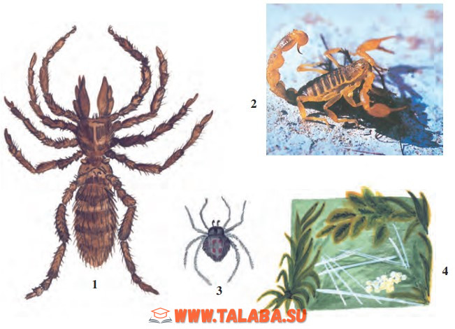 41-rasm. O‘rgimchaksimonlar: 1 – falanga; 2 – chayon; 3 – qoraqurt; 4 – qoraqurt ini
