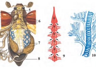 Yashil bronza qo‘ng‘izining ichki tuzilishi 44-rasm. Hasharotlarning ichki tuzilishi: 1 – halqum; 2 – oshqozon; 3 – ichak; 4 – malpigi naychalari; 5 – halqum atrofi nerv tuguni; 6 – ko‘krak nerv tugunlari; 7 – traxeyalar; 8 – tuxumdon; 9 – yurak; 10 – traxeyaning tuzilishi