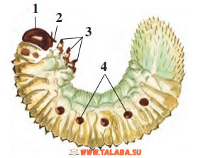 45-rasm . Yashil bronza qo‘ng‘izi qurti: 1 – boshi; 2 – jag‘lari; 3 – ko‘krak oyoqlari; 4 – nafas olish teshiklari