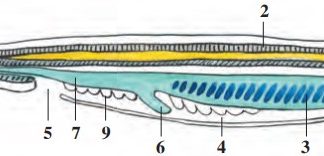 Xordalilar tipi. Lansetnik – tuban tuzilgan xordali hayvon 57-rasm. Lansetnikning tuzilishi: 1 – xorda; 2 – nerv nayi; 3 – halqum; 4 – jabraoldi bo‘shlig‘i; 5 – bo‘shliq teshigi; 6 – jigar; 7 – ichak; 8 – orqa chiqaruv teshigi; 9 – jinsiy bezlar.