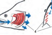 Baliqlarning ichki tuzilishi 61-rasm. Baliqlar jabrasining tuzilishi va ishlashi: 1 – jabra qilchalari; 2 – jabra ravoqlari; 3 – jabra varaqlari; 4 – jabra qopqog‘i (strelka suvning yo‘nalishini ko‘rsatadi)