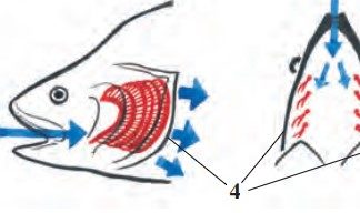 Baliqlarning ichki tuzilishi 61-rasm. Baliqlar jabrasining tuzilishi va ishlashi: 1 – jabra qilchalari; 2 – jabra ravoqlari; 3 – jabra varaqlari; 4 – jabra qopqog‘i (strelka suvning yo‘nalishini ko‘rsatadi)