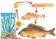 Baliqlarning ko‘payishi va rivojlanishi 64-rasm. Zog‘ora baliqning ko‘payishi: 1 – tuxumlari; 2 – tuxum ichida embrionning rivojlanishi; 3–4–5 – yosh baliqchalarning rivojlanishi; 6 – voyaga yetgan baliq