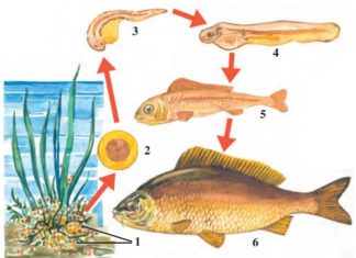 Baliqlarning ko‘payishi va rivojlanishi 64-rasm. Zog‘ora baliqning ko‘payishi: 1 – tuxumlari; 2 – tuxum ichida embrionning rivojlanishi; 3–4–5 – yosh baliqchalarning rivojlanishi; 6 – voyaga yetgan baliq